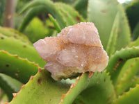 Natural Ametrine Spirit Quartz Clusters x 30 From Boekenhouthoek, South Africa