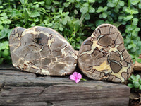 Polished Septerye Slices x 2 From Mahajanga, Madagascar