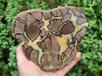 Polished Septerye Slices x 2 From Mahajanga, Madagascar