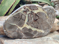 Polished Septerye Slices x 2 From Mahajanga, Madagascar