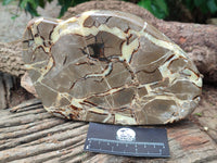 Polished Septerye Slices x 2 From Mahajanga, Madagascar