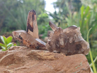 Natural Smokey Quartz Crystals x 24 From Erongo, Namibia