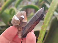 Natural Smokey Quartz Crystals x 24 From Erongo, Namibia