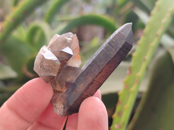 Natural Smokey Quartz Crystals x 24 From Erongo, Namibia