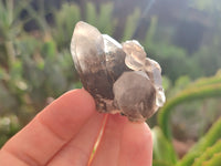 Natural Smokey Quartz Crystals x 24 From Erongo, Namibia