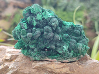 Natural Silky Malachite Specimens x 6 From Kasompe, Congo