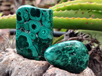 Polished Flower Banded Malachite Free Forms x 12 From Congo