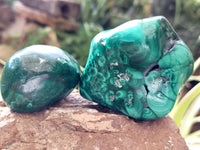 Polished Flower Banded Malachite Free Forms x 12 From Congo