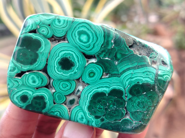 Polished Flower Banded Malachite Free Forms x 12 From Congo