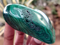 Polished Flower Banded Malachite Free Forms x 12 From Congo