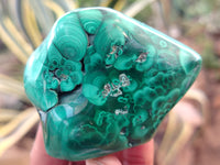 Polished Flower Banded Malachite Free Forms x 12 From Congo