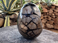 Polished Septerye Sauvage Dragon Egg x 1 From Madagascar