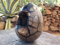 Polished Septerye Sauvage Dragon Egg x 1 From Madagascar