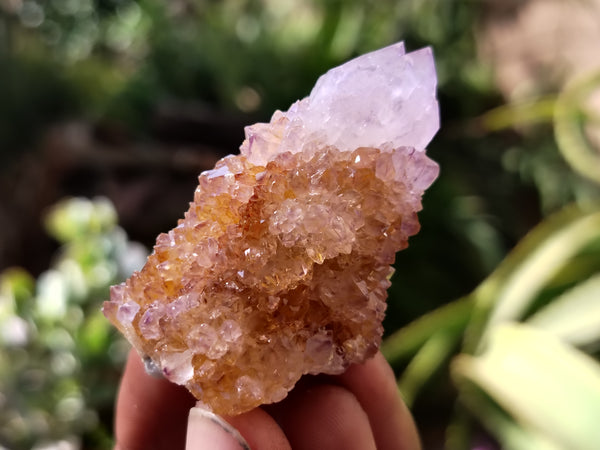 Natural Amethyst Spirit Quartz Crystals x 22 From Boekenhouthoek, South Africa