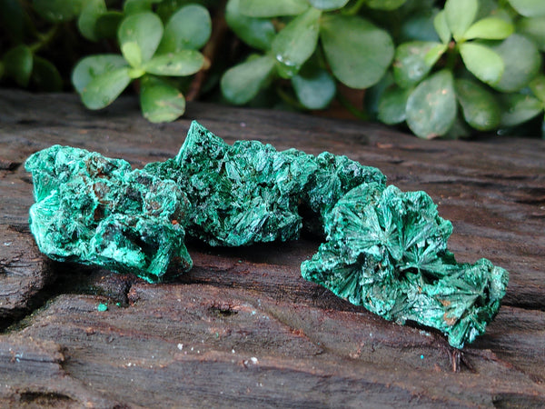 Natural Silky Malachite Specimens x 20 From Kasompe, Congo