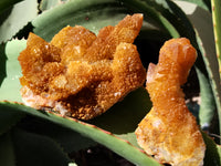 Natural Solar Golden Spirit Quartz Clusters x 6 From Boekenhouthoek, South Africa