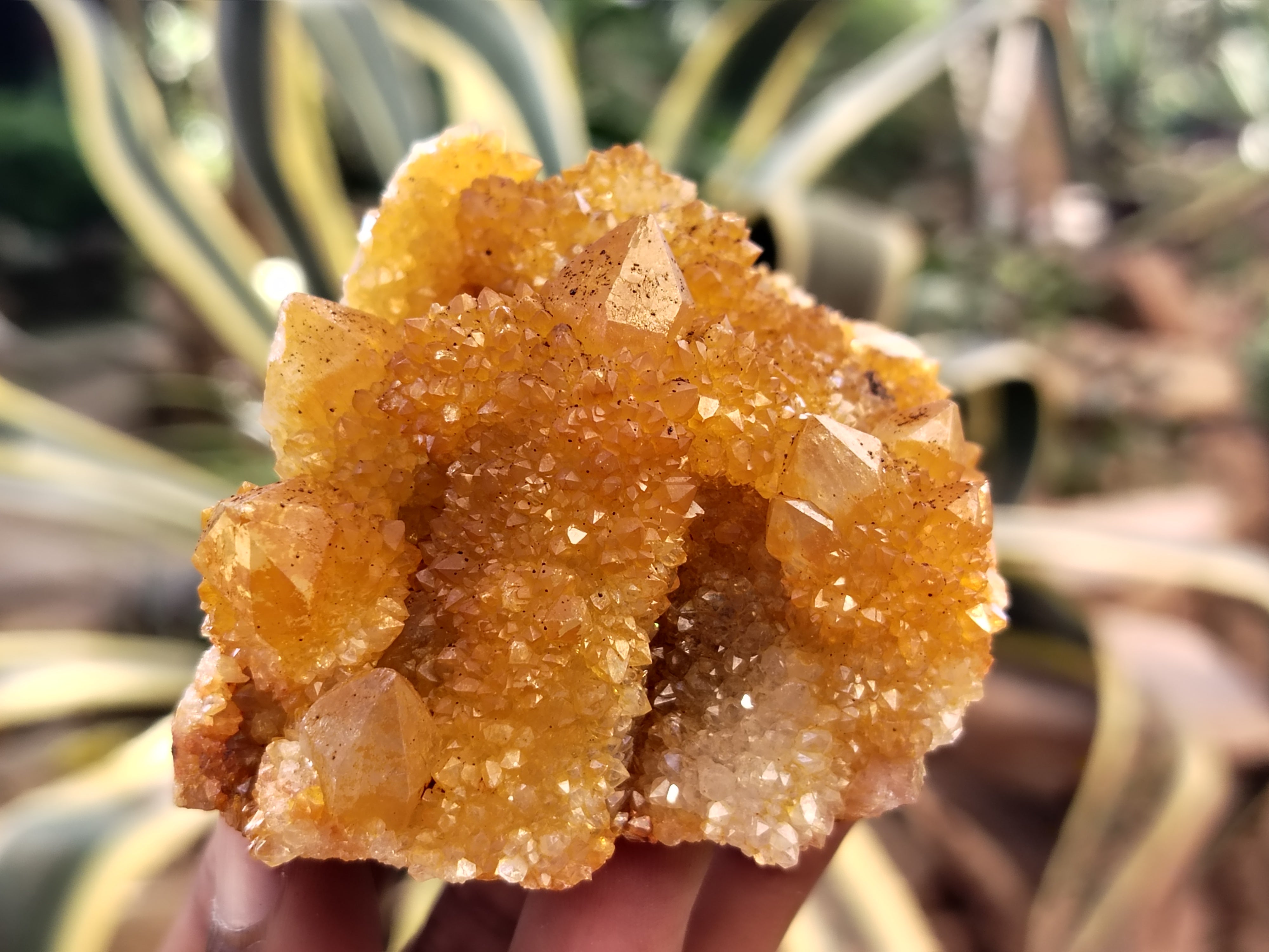 Natural Solar Golden Spirit Quartz Clusters x 6 From Boekenhouthoek, South Africa