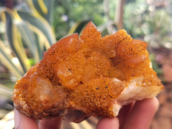 Natural Solar Golden Spirit Quartz Clusters x 6 From Boekenhouthoek, South Africa