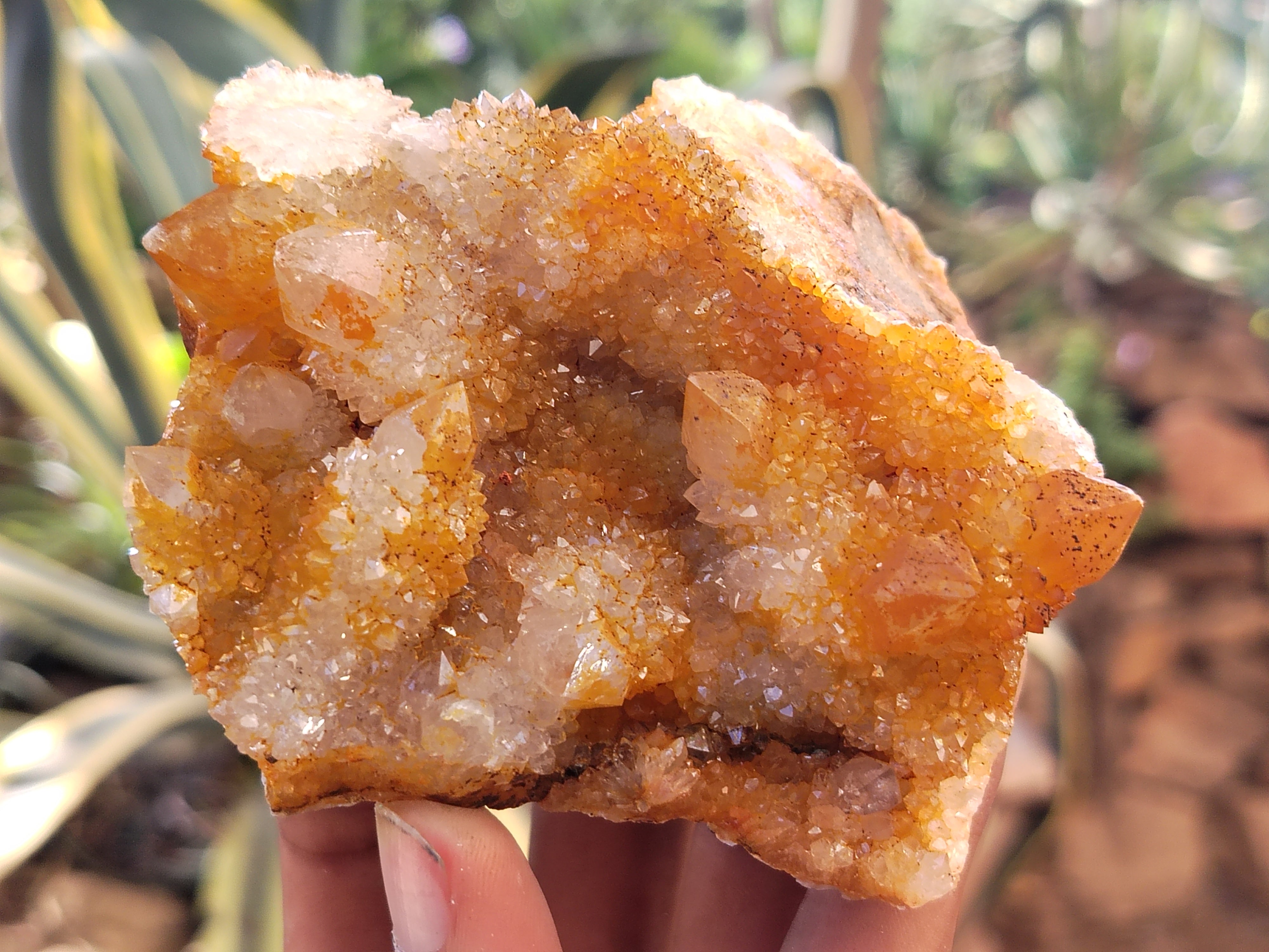 Natural Solar Golden Spirit Quartz Clusters x 6 From Boekenhouthoek, South Africa