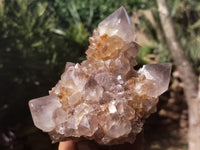 Natural Cactus Flower Spirit Quartz Clusters x 2 From South Africa