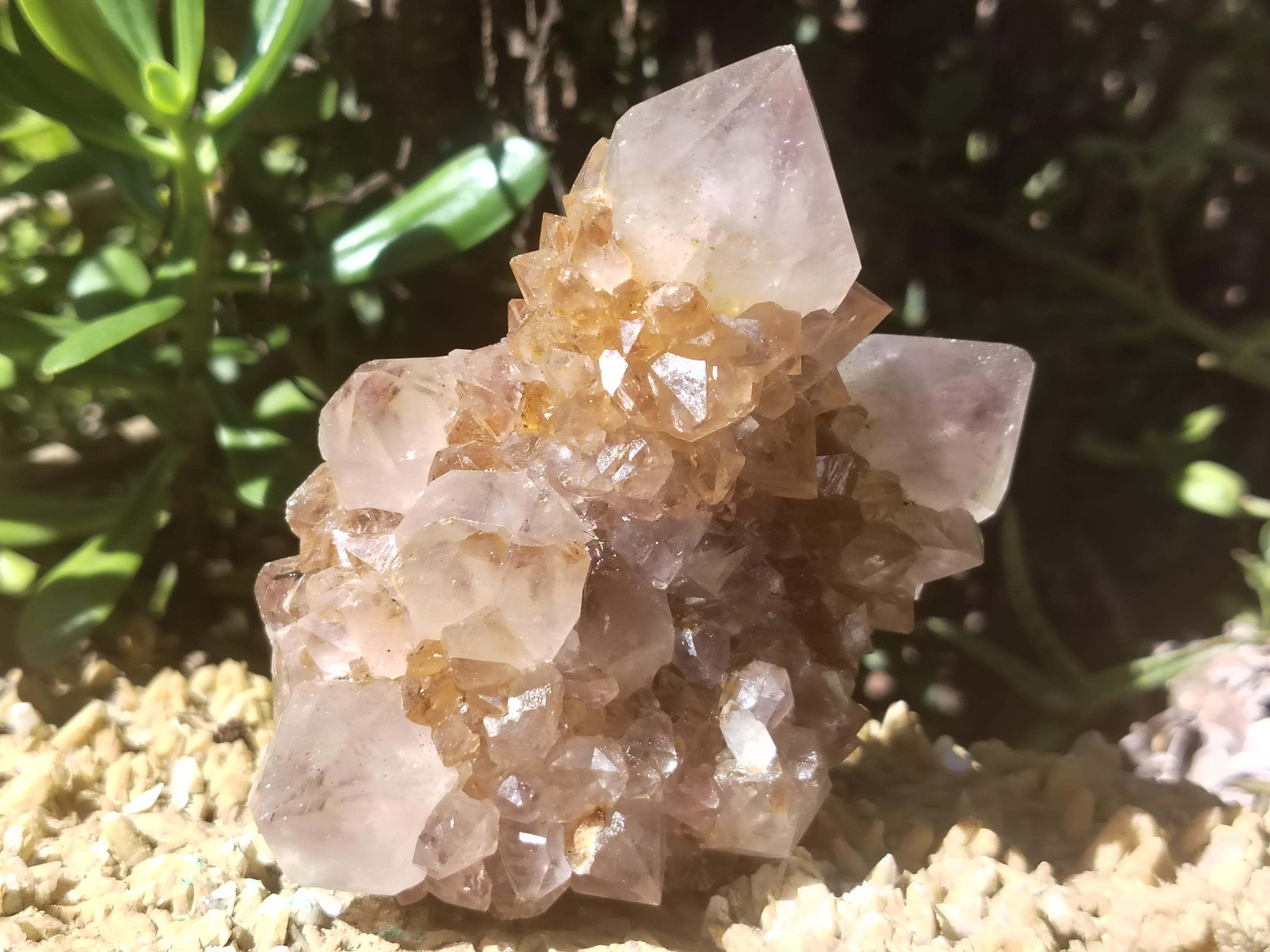 Natural Cactus Flower Spirit Quartz Clusters x 2 From South Africa