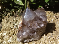 Natural Cactus Flower Spirit Quartz Clusters x 2 From South Africa