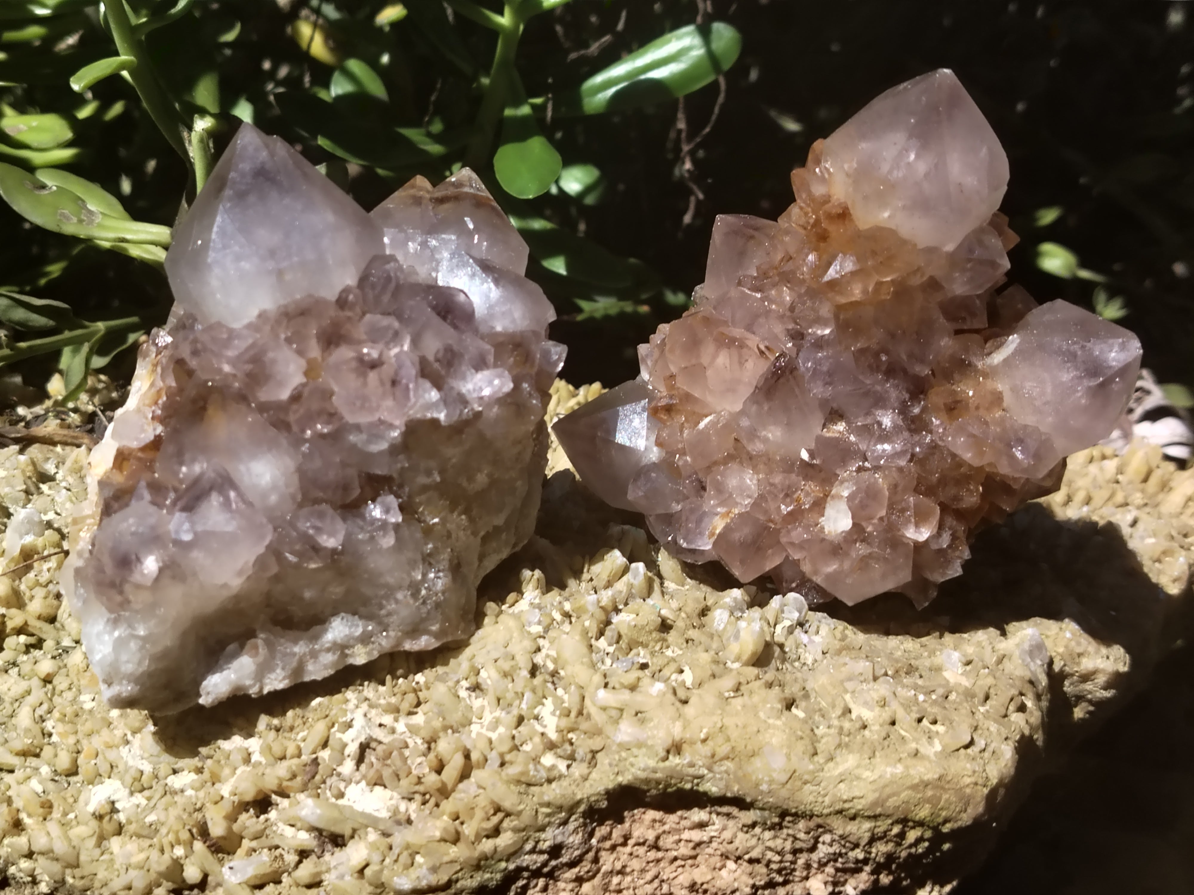 Natural Cactus Flower Spirit Quartz Clusters x 2 From South Africa