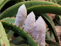 Natural Spirit Quartz Crystals x 95 From Boekenhouthoek, South Africa