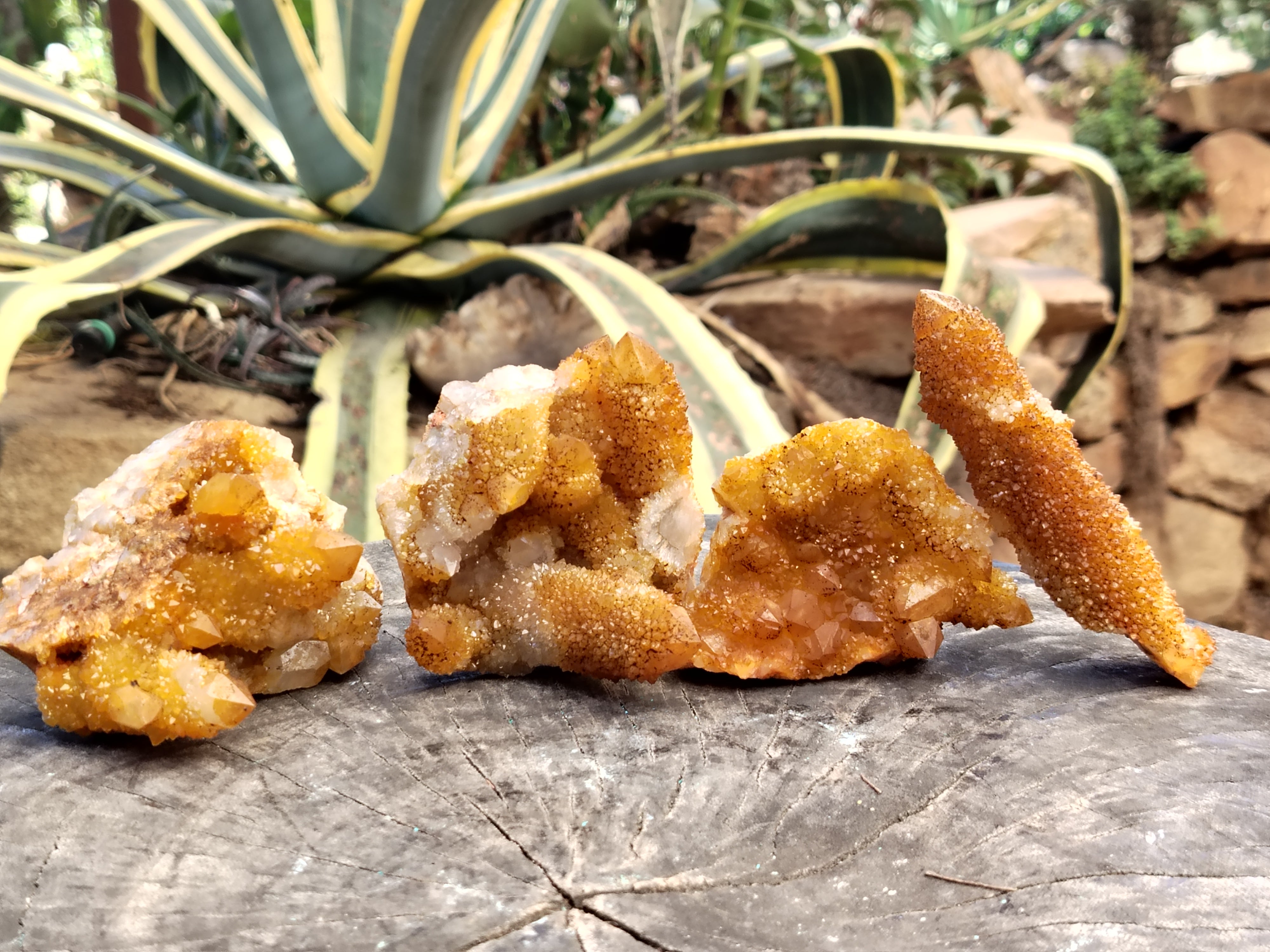 Natural Solar Golden Spirit Quartz Clusters x 6 From Boekenhouthoek, South Africa