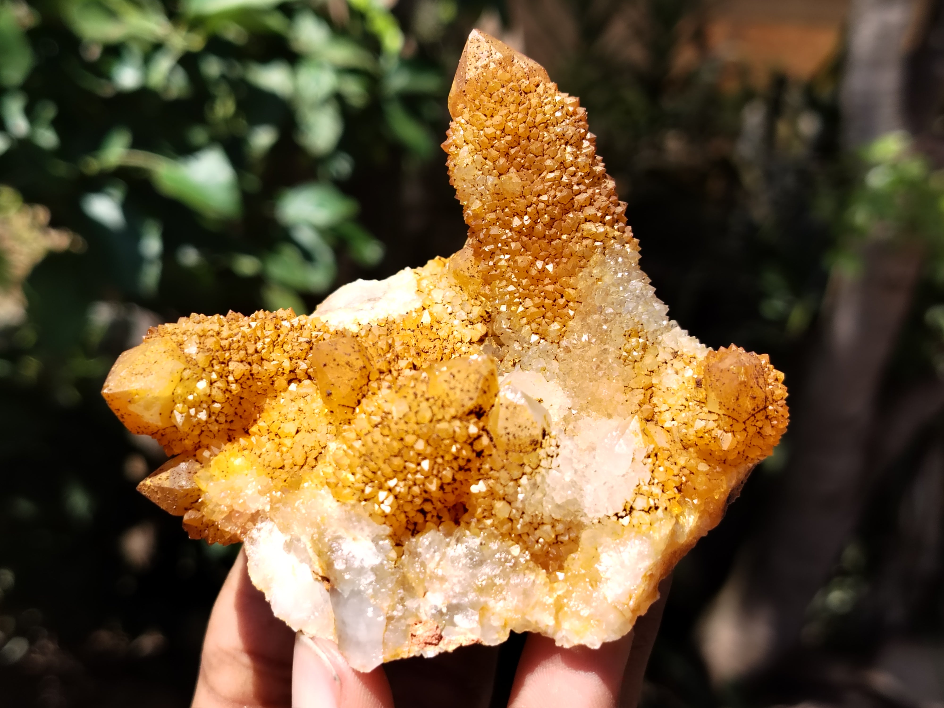 Natural Solar Golden Spirit Quartz Clusters x 6 From Boekenhouthoek, South Africa