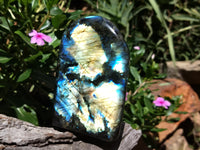 Polished Labradorite Standing Free Forms x 2 From Tulear, Madagascar