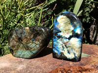 Polished Labradorite Standing Free Forms x 2 From Tulear, Madagascar