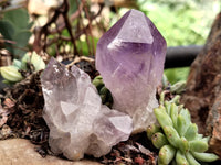 Natural Jacaranda Amethyst Single Quartz Crystals x 24 from Mumbwa, Zambia