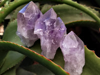 Natural Jacaranda Amethyst Single Quartz Crystals x 24 from Mumbwa, Zambia