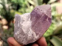 Natural Jacaranda Amethyst Single Quartz Crystals x 24 from Mumbwa, Zambia