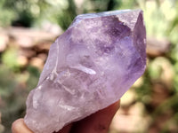 Natural Jacaranda Amethyst Single Quartz Crystals x 24 from Mumbwa, Zambia