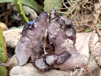 Natural Smokey Window Amethyst Crystals x 12 From Chiredzi, Zimbabwe