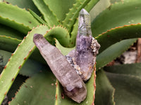 Natural Smokey Window Amethyst Crystals x 12 From Chiredzi, Zimbabwe