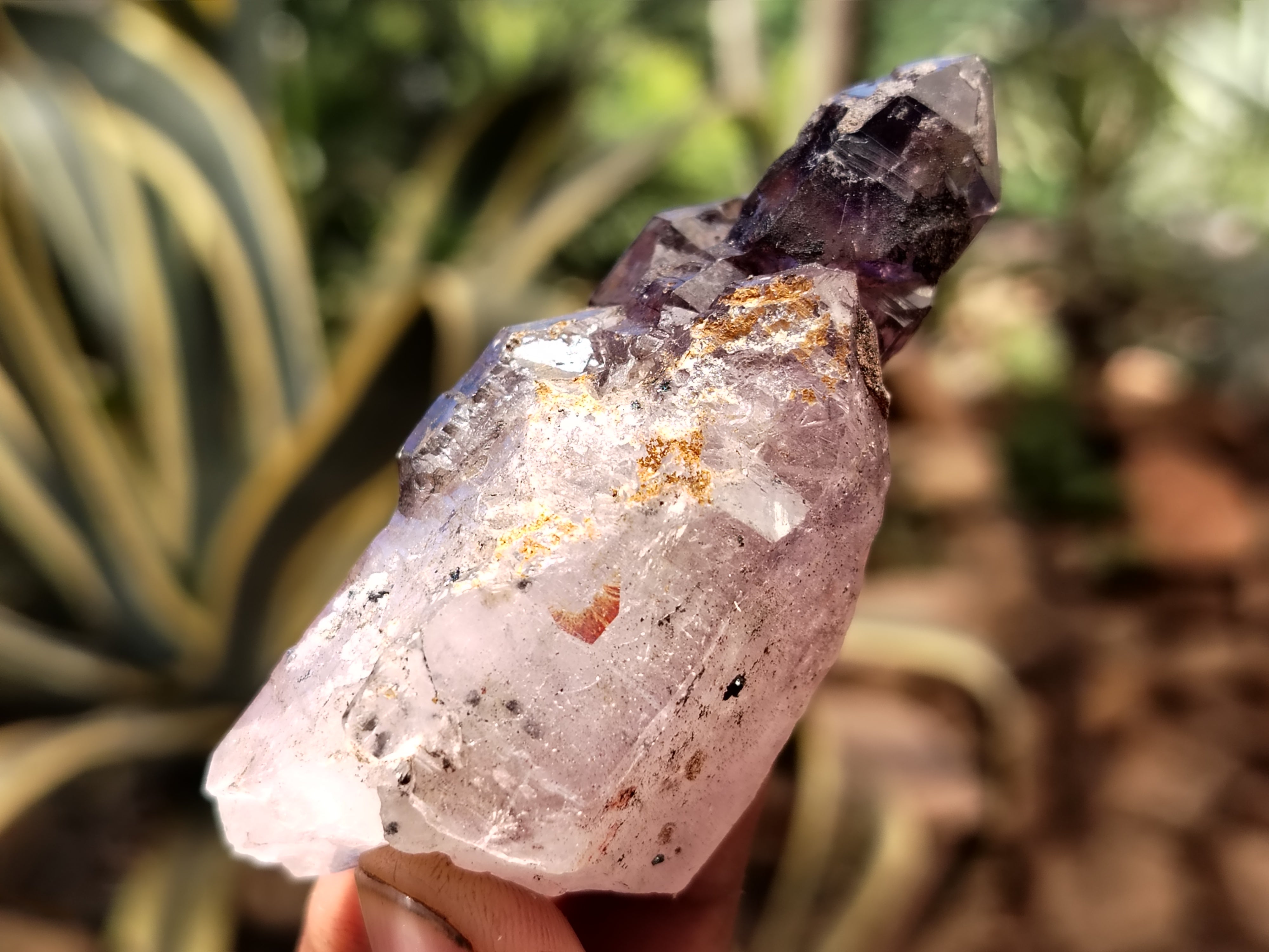 Natural Smokey Window Amethyst Crystals x 12 From Chiredzi, Zimbabwe