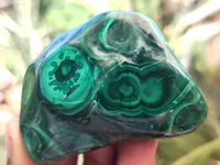 Polished Flower Banded Malachite Free Forms x 6 From Congo