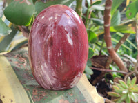 Polished Podocarpus Petrified Wood Standing Free Forms x 3 From Mahajanga, Madagascar