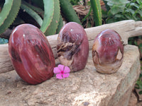 Polished Podocarpus Petrified Wood Standing Free Forms x 3 From Mahajanga, Madagascar