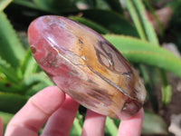 Polished Podocarpus Petrified Wood Standing Free Forms x 3 From Mahajanga, Madagascar