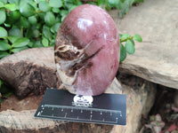 Polished Podocarpus Petrified Wood Standing Free Forms x 3 From Mahajanga, Madagascar