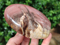 Polished Podocarpus Petrified Wood Standing Free Forms x 3 From Mahajanga, Madagascar