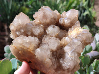 Natural Smokey Phantom Quartz Cluster x 1 From Luena, Congo