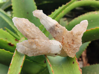 Natural Drusy Quartz Coated Calcite Pseudomorph Specimens x 12 From Alberts Mountain, Lesotho