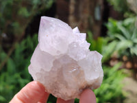 Natural Cactus Flower Spirit Quartz Clusters x 12 From South Africa