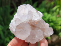 Natural Cactus Flower Spirit Quartz Clusters x 12 From South Africa