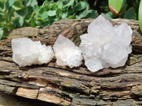 Natural Cactus Flower Spirit Quartz Clusters x 12 From South Africa